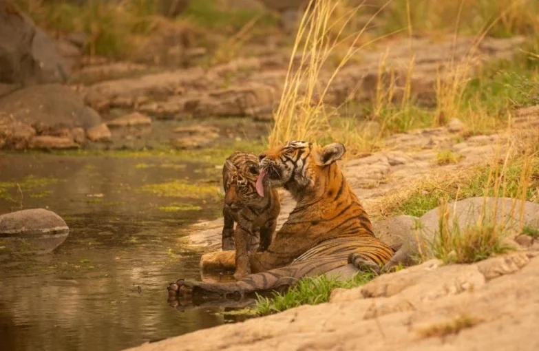 Ranthambore Tour Package